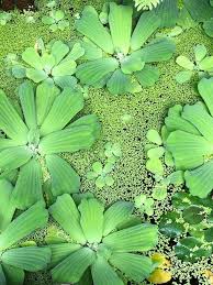 Image result for Pistia