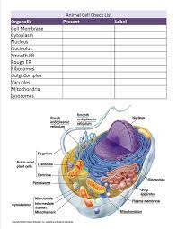 Animal Cell Checklist Cell Model Plasma Membrane Animal Cell