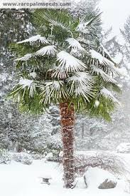 Trachycarpus Fortunei Chusan Palm Cultivated In The West For A Hundred And Fifty Years Since The Adv Cold Hardy Palm Trees Winter Plants Architectural Plants