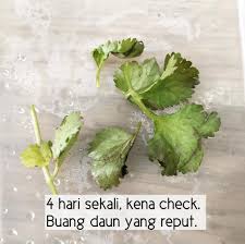 We did not find results for: Petua Simpan Daun Ketumbar Supaya Kekal Segar Hijau Selepas Sebulan Daily Makan