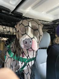 Scythe Holder On Twitter My Sister Got A Net To Keep The Dog In The Back Seat But She Does Not Accept