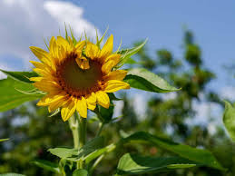 Kanye omari west (/ ˈ k ɑː n j eɪ /; How Gardening Benefits Kids 7 Reasons Why Your Child Should Garden Backwoods Mama