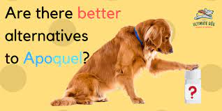 Check spelling or type a new query. 5 Apoquel Alternatives That Are Better For Your Dog Ultimate Dog