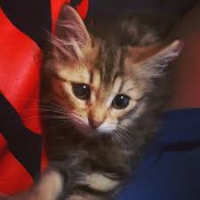 Our research teams work across multiple disciplines such as nutrient requirements for pets, the dog and cat microbiome, biomarkers of health and disease, and. Kindness Animal Hospital 134 Reviews Veterinarians 20 Linden St Waltham Ma Phone Number Yelp