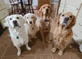 A purebred golden retriever puppy from a reputable breeder in the usa may cost you between $1,500 and $2,500. Beech Ridge Goldens Home Facebook