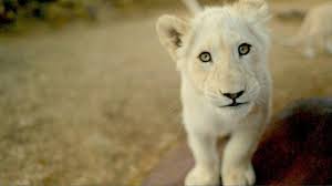 Watch Two Baby Lions And Rhinos On An Epic Journey Youtube