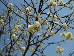 Image result for Dombeya shupangae