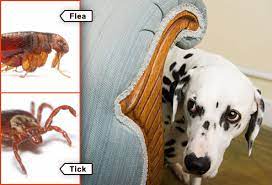 Two other uses for spinosad are for pets and humans. Fleas Ticks Pets And What To Do