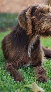 Wirehaired pointing griffon · camas, wa. Pin On Pudlepointer Best Dog Ever