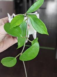 Maybe you would like to learn more about one of these? The Complete Hoya Carnosa Care Guide You Need To Read