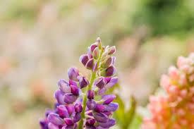 People once believed that lupine flowers soaked up all of the nutrients from the soil, leading to their common name being derived from the latin word for wolf. Lupine Plant Care Growing Guide