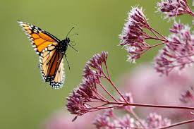 Cuando Se Extinguiran Las Mariposas Monarca Esto Dicen Los Expertos