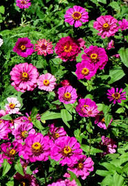 Image result for Fernandoa abbreviata