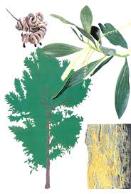 Image result for Acacia welwitschii