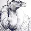 The egyptian vulture also appears in the bible with the name of râchâm, often translated as the egyptian vulture was also considered to be a good bird in india. 1