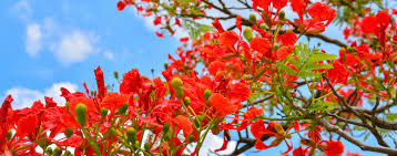 Maybe you would like to learn more about one of these? The Best Backyard Shade Trees Living Color