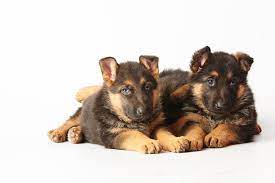 Momma and puppies are doing really well and since mom was named cora, we decided to name the puppies after downton abbey characters! A Tale Of Two Siblings Littermate Syndrome In Dogs Peach On A Leash