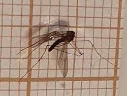 Image result for Diclis tenella