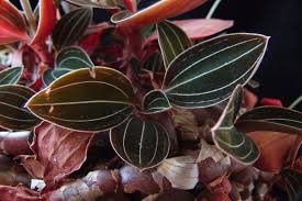 Jewel Orchid Ludisia Discolor Growing Planting Caring In 2020 Jewel Orchid Plant Care Houseplant Orchids
