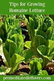 We did not find results for: Growing Romaine Lettuce Is A Great Choice As It Can Be Harvested Multiple Times Throughout Its Growing Season Romaine Lettuce Growing Romaine Lettuce Lettuce
