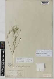 Image result for Indigastrum parviflorum