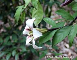 Image result for Rothmannia longiflora