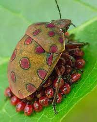 Pin By Laura Brito Nascimento On Insetos Cool Insects Animals Bugs Bugs And Insects
