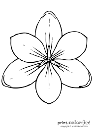 Sheet pulled from printing press. Crocus Flower Print Color Fun Free Printables Coloring Pages Crafts Puzzles Cards To Print Dessin Fleur Dessin Coloriage