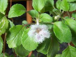 It belongs to the same group as african violets, gloxinia or tořivky. Lace Flower Alsobia Dianthiflora Cygnet Garden Org