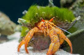 All About Saltwater Tank Crabs Invertebrate Help Algaebarn Com