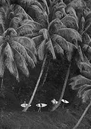 Aesthetic Black And White Palm Tree Wallpaper Sjalskina Surfing Black And White Aesthetic White Photography