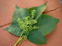 Image result for Sterculia quinqueloba