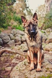 Aggressive Dog Rehab With Augusto The Dog Trainer Part 1 2 Black German Shepherd Dog German Shepherd Dogs German Shepherd