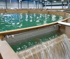 Keunggulan Dan Kelemahan Berternak Ikan Sistem Teknologi Ras Recirculating Aquaculture System 2017 Afrid Fransisco
