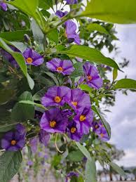 Image result for Lycianthes rantonnetii