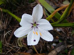 Image result for Aristea