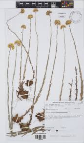 Image result for Helichrysum cephaloideum