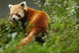 Pin On Sweet Wildlife