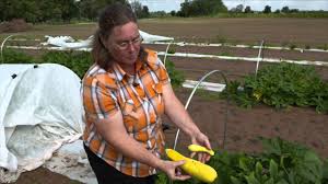 I would personally use bt, and then use row covers. Using Row Covers For Squash Protection Youtube