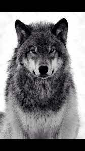 An Alpha Stands Tall And Never Fails The Pack Wolf Photography Wolf Images Wolf Dog