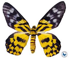 Image result for Dysphania