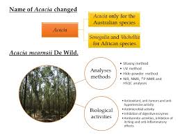 Image result for Acacia mearnsii