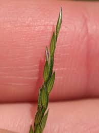 Image result for Digitaria setifolia