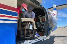 Our mission is to provide sanctuary for neglected, abused, and/or abandoned animals, and to promote compassion towards these animals through public engagement and education. Largest Pet Rescue Flight In History Paws Across The Pacific To Fly 600 Pets To U S Mainland From Hawaii Daily Paws