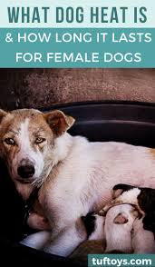 Breeding business lists some of the signs of a female dog being in heat. What Is Dog Heat And How Long Is A Female Dog In Heat For Dog In Heat Female Dog In Heat Dog Heat Cycle