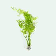 Image result for Ceratopteris thalictroides