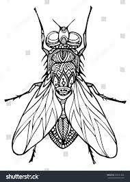 Zentangle Vector Fly Vektorgrafik Zentangle Grafik
