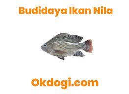 5 Kunci Cara Budidaya Ikan Nila Terbukti Berhasil
