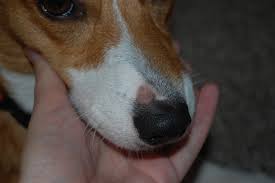 Maybe you would like to learn more about one of these? Fungal Infections In Dogs What You Need To Know The Dog People By Rover Com