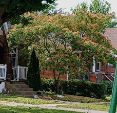 Image result for Albizia brevifolia